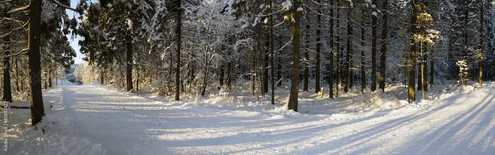 Panorama of ski track in Russian forest