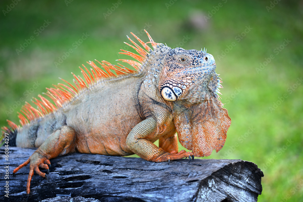 Iguana sitting on a trunk in the middle of a forest
