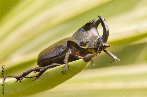 Rhinoceros Beetle © William Berry