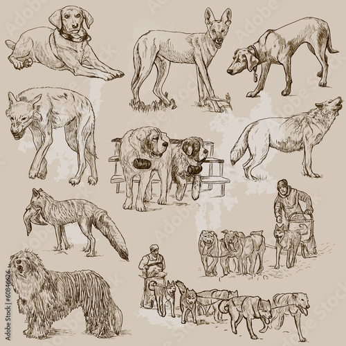DOGS (Canidae) around the World (set no.1)