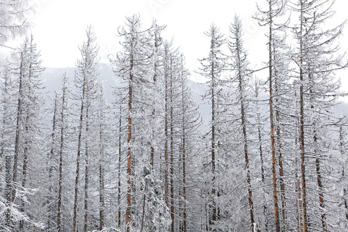Snowy nature in High Tatras, Slovakia