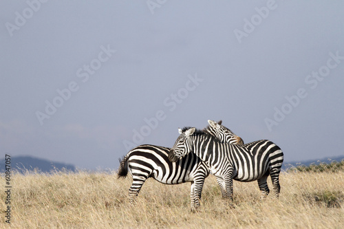 A pair of loving Zebras
