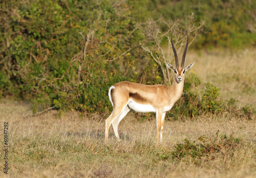 Thomson s Gazelle in the grassland