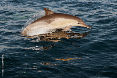 Jumping dolphins. © Uryadnikov Sergey