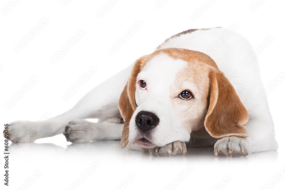 beagle dog lying down