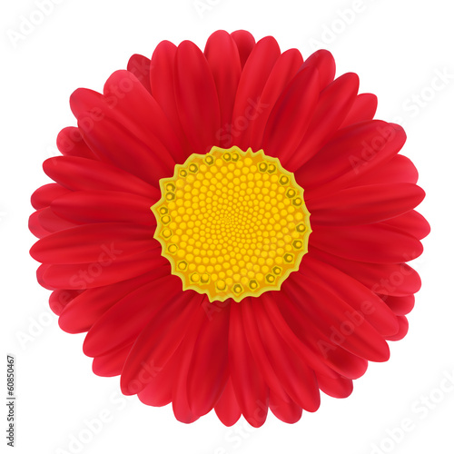 Fototapeta Naklejka Na Ścianę i Meble -  Red Gerbera, flower. Vector illustration