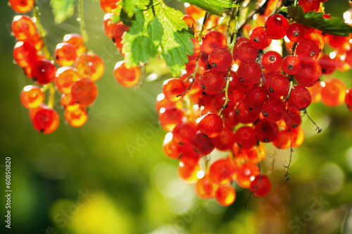 Photo redcurrant berries