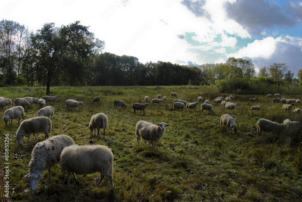 Fototapeta premium schaapskudde in natuurgebied