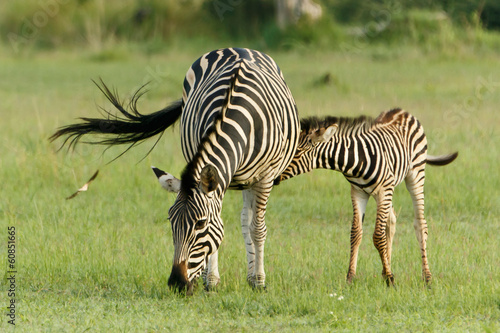 Zebrafohlen trinkt bei Mutter