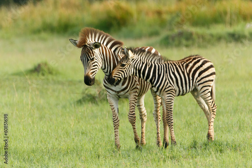 Zwei Zebrafohlen bregr    en sich