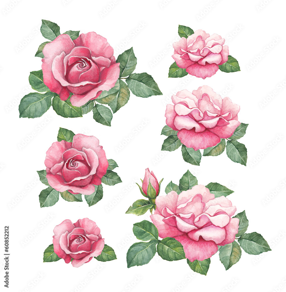 Watercolor illustrations of rose flowers - obrazy, fototapety, plakaty 