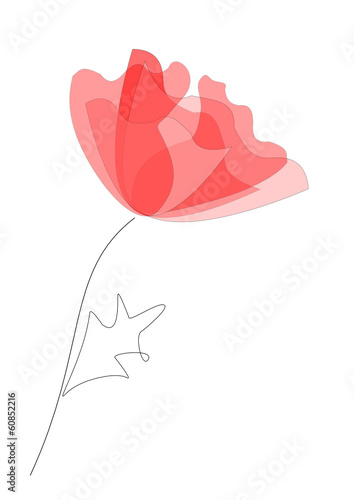 papavero