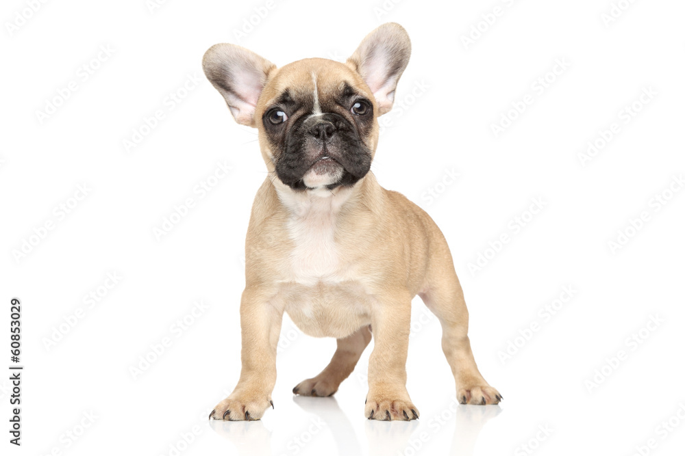 French bulldog puppy portrait French bulldog puppy portrait