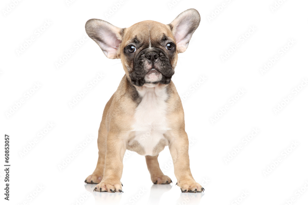 French bulldog puppy portrait