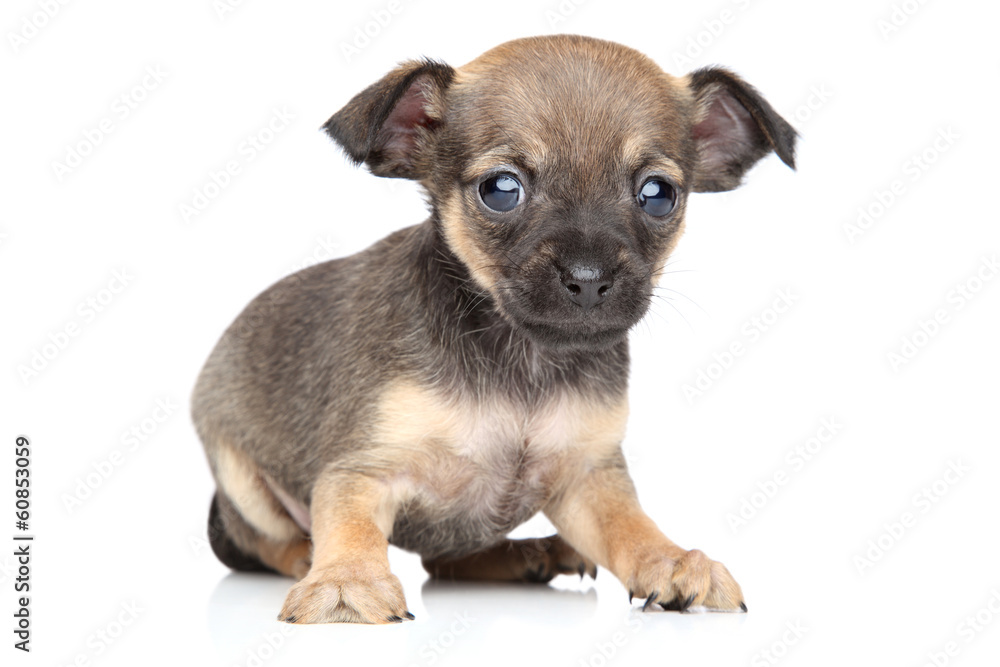 Chihuahua and toy terrier mixed-breed puppy Chihuahua and toy terrier mixed-breed puppy