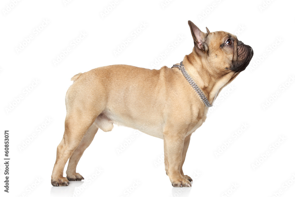 Obraz premium French Bulldog profile