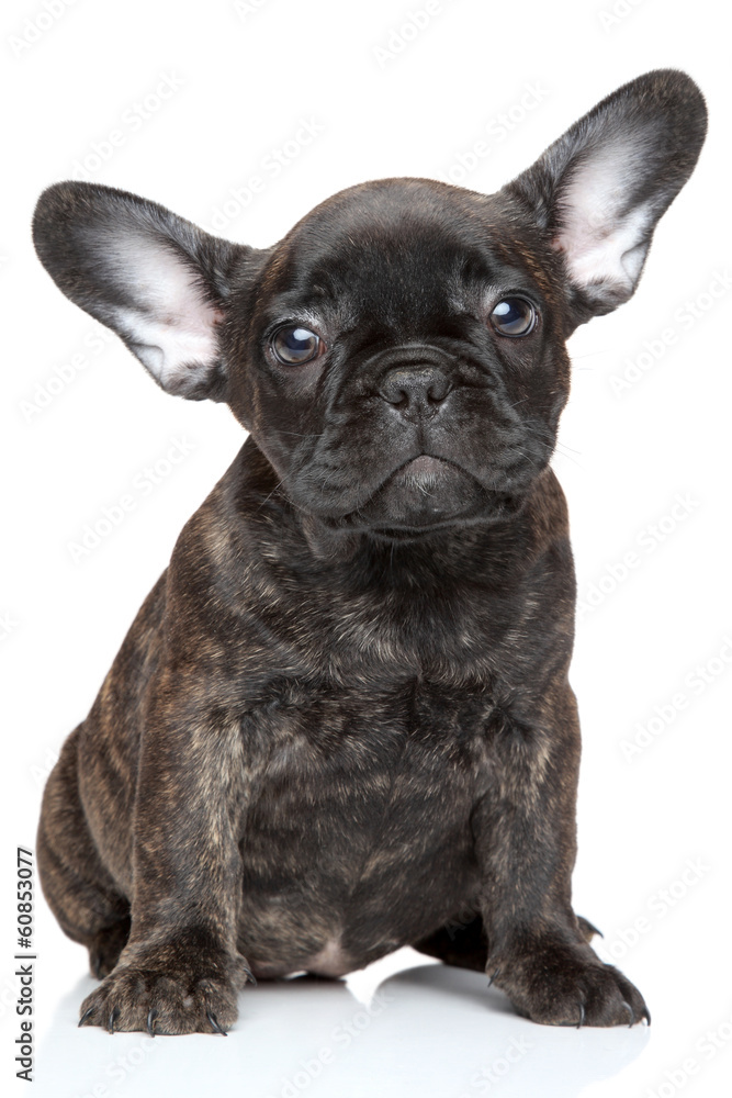 French bulldog puppy