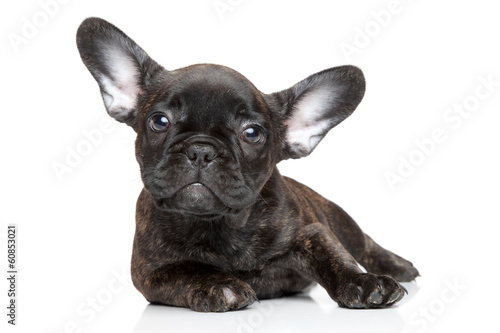 French Bulldog puppy © jagodka