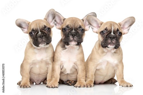 Fototapeta Naklejka Na Ścianę i Meble -  French bulldog puppies