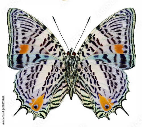 South America butterfly Baeotus aeilus (underside)