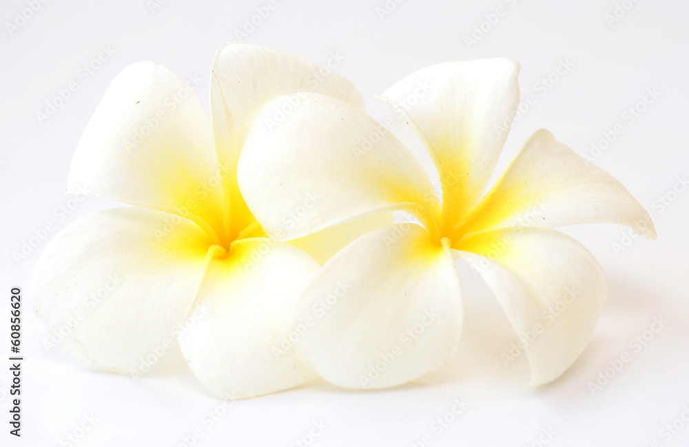 Naklejka premium kwiaty frangipani