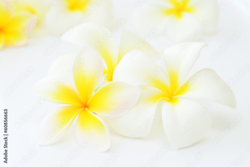 Fototapeta premium frangipani
