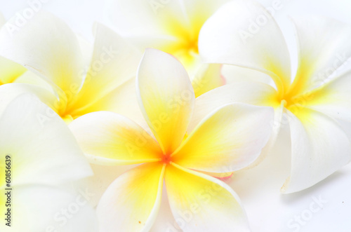 Fototapeta Naklejka Na Ścianę i Meble -  frangipani