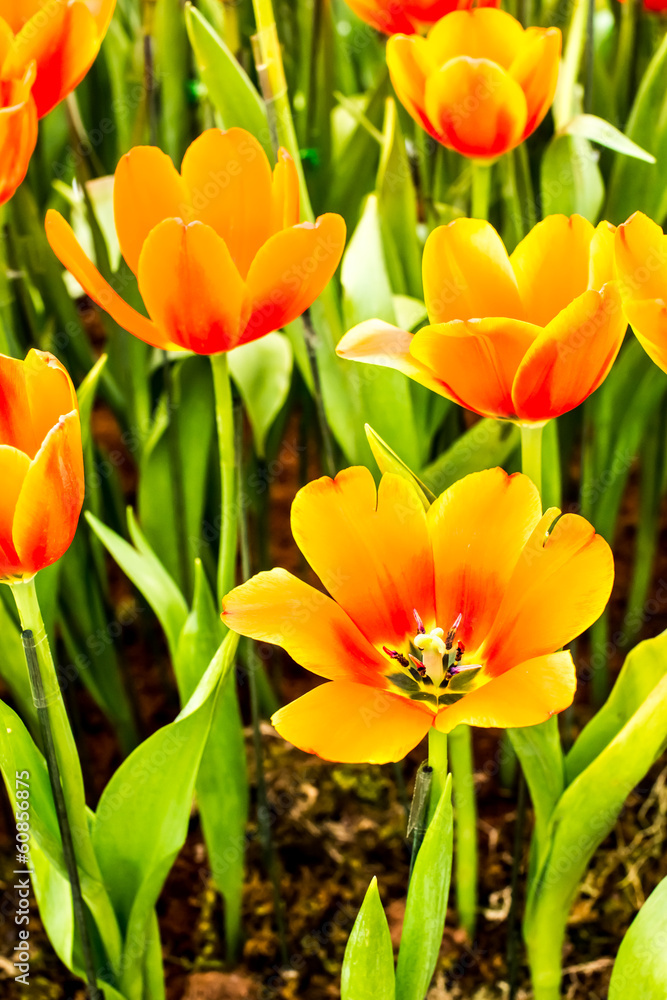 tulip flower in the royal flora chiangmai Thailand tulip flower in the royal flora chiangmai Thailand