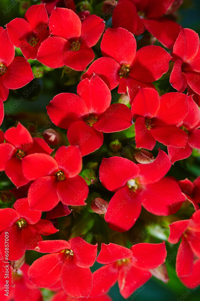 Fototapeta premium Geranium flowers