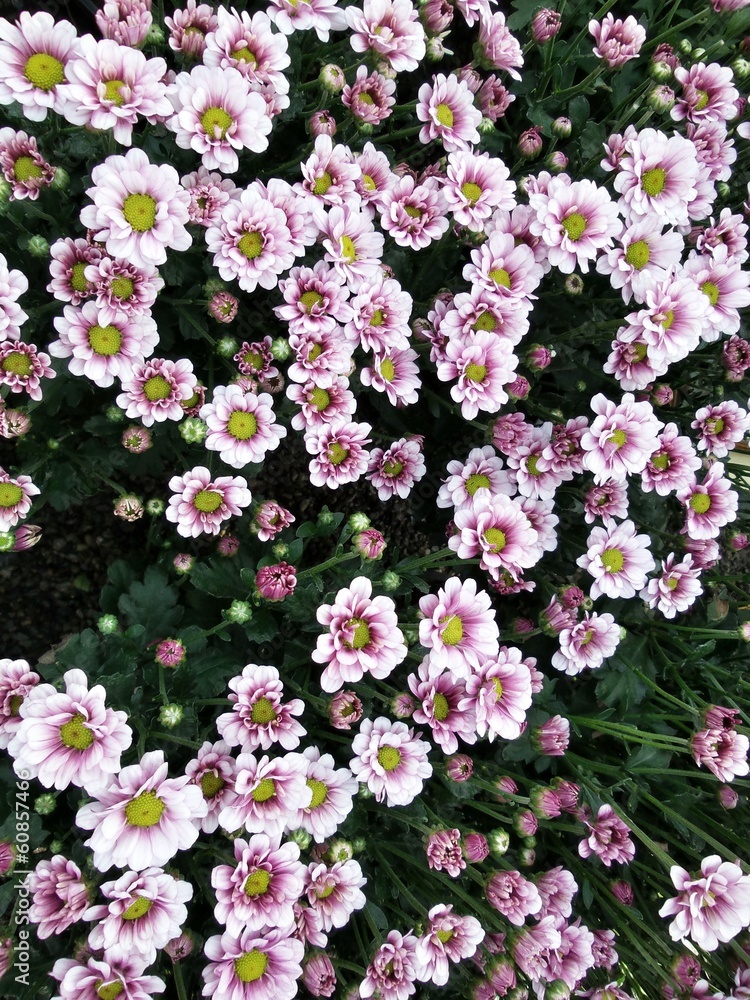 Fototapeta premium Daisy flowers