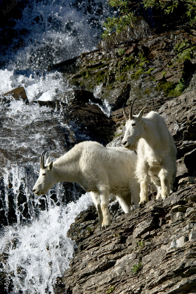 capra delle nevi, Oreamnos americanus, capra delle nevi, Oreamnos americanus,