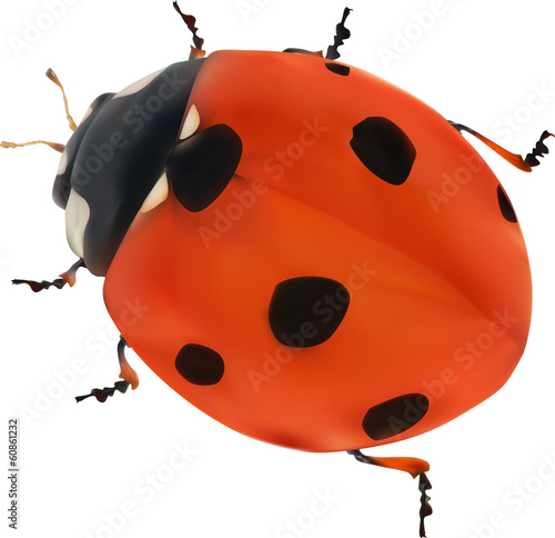 illustration with red seven ponts ladybug on white