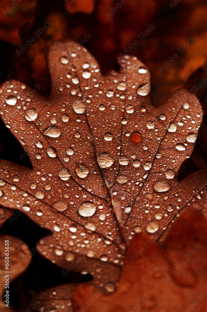 Fallen leaves covered with raindrops Fallen leaves covered with raindrops