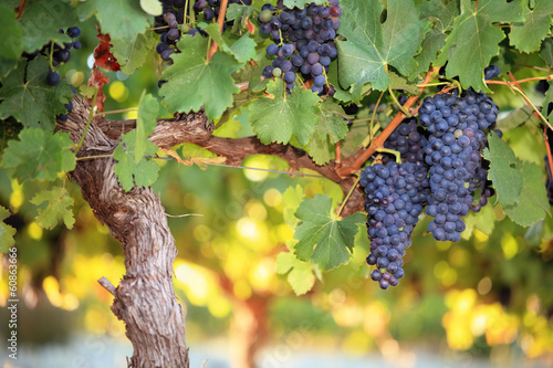Canvastavla Red wine grapes on old grape vine