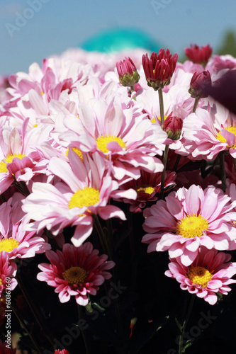 Gerbera flowers with blue sky