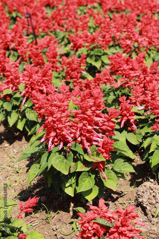 Red flower in the garden Red flower in the garden