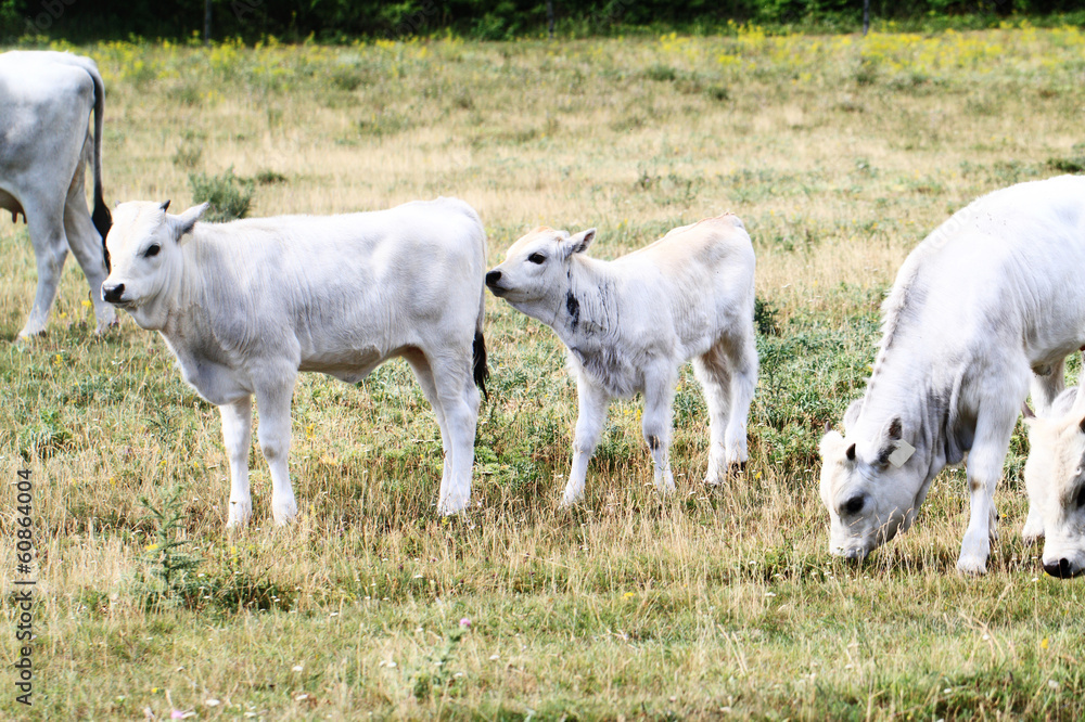 Naklejka premium gray cattle