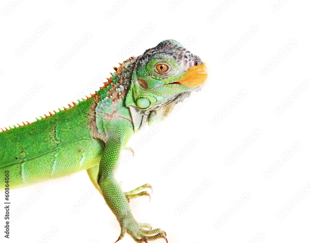 Fototapeta premium iguana (Iguana iguana)
