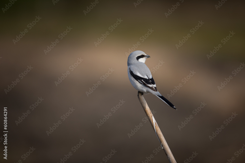 Obraz premium オオカラモズ