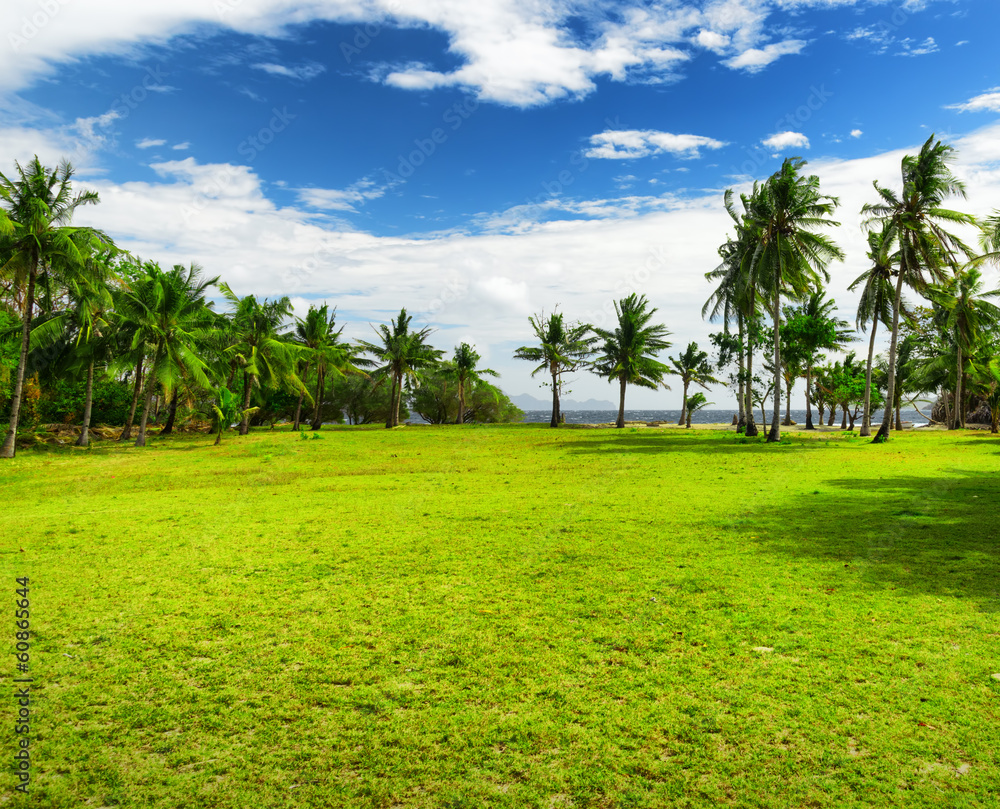 Green tree on the beach. Malcapuya island, Philippines
