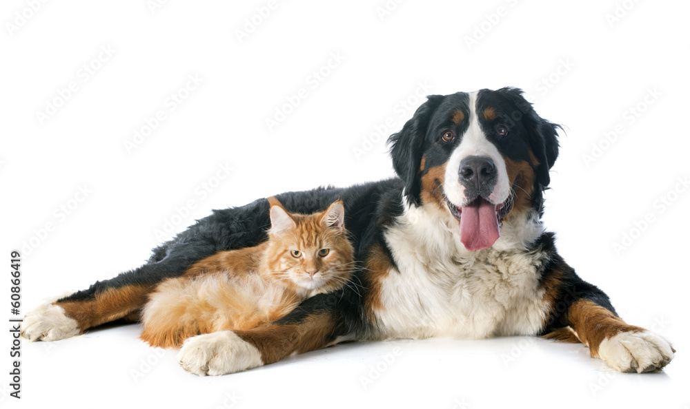 Obraz premium bernese moutain dog and cat