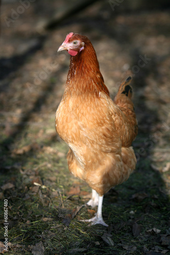 brown hen