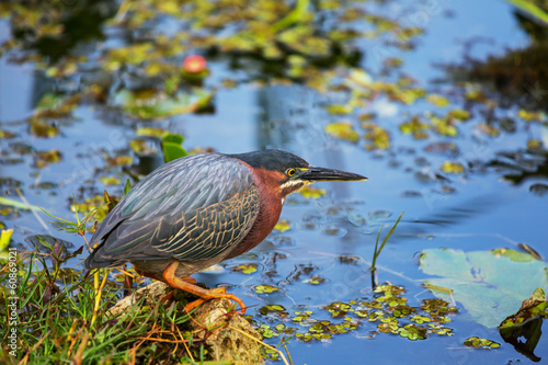 Green heron photo