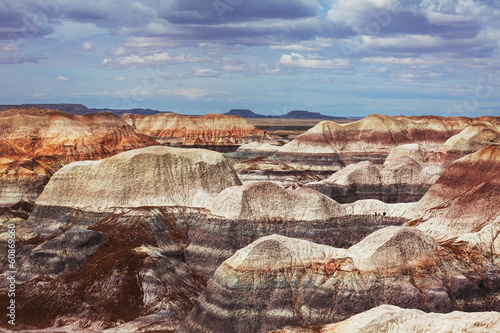 Petrified forest