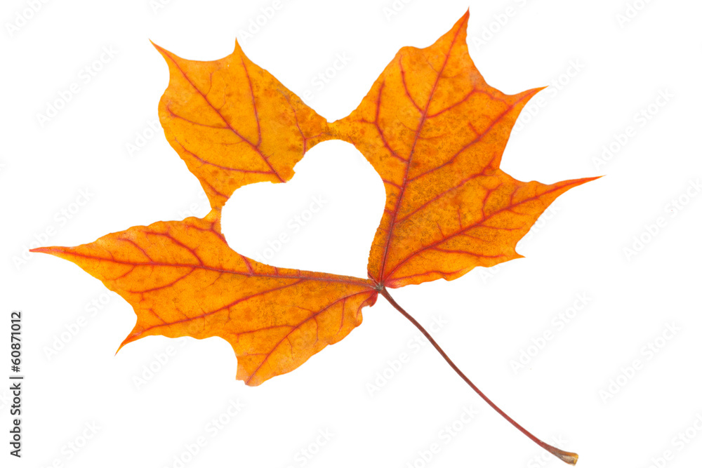 Obraz premium Yellow maple leaf with heart shape