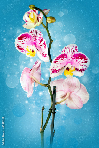 Fototapeta Naklejka Na Ścianę i Meble -  Beautiful flower Orchid
