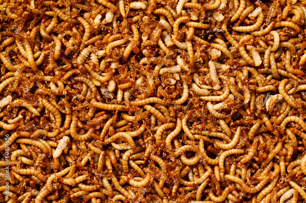 mealworms