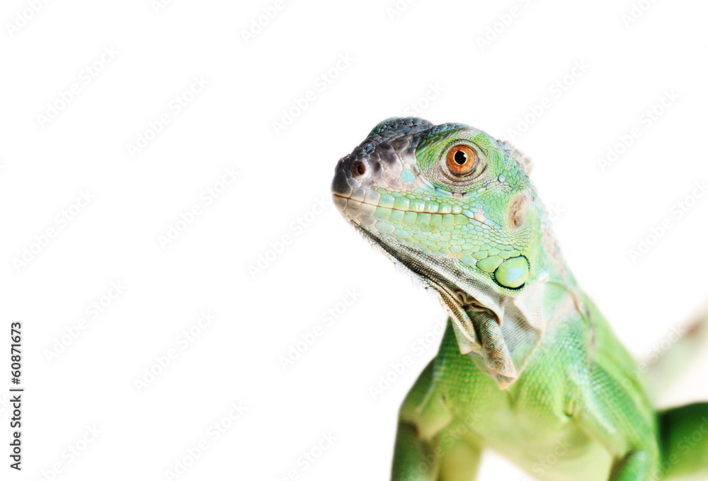 Green iguana Green iguana