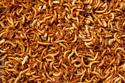 Obraz na płótnie mealworms w salonie