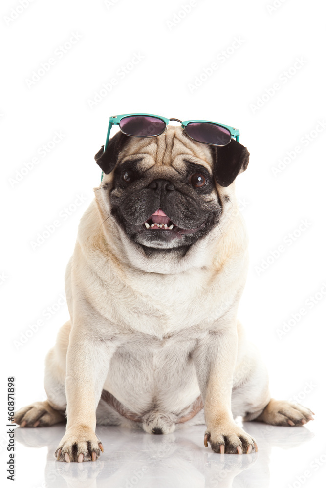 Pug dog with sunglasses